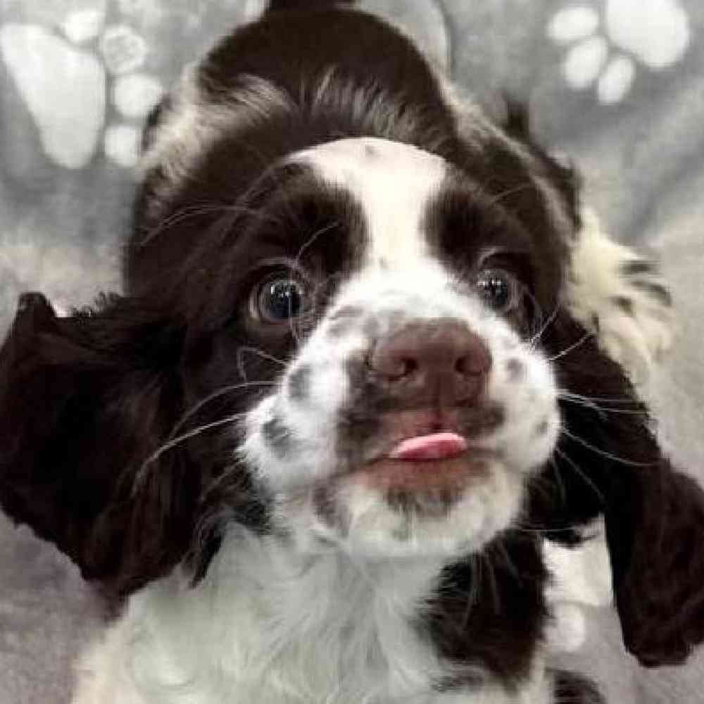 Female Cocker Spaniel Puppy for Sale in Troy, MI