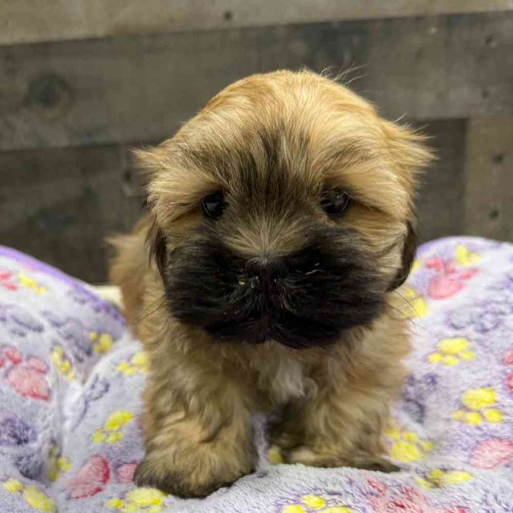 pet breed image