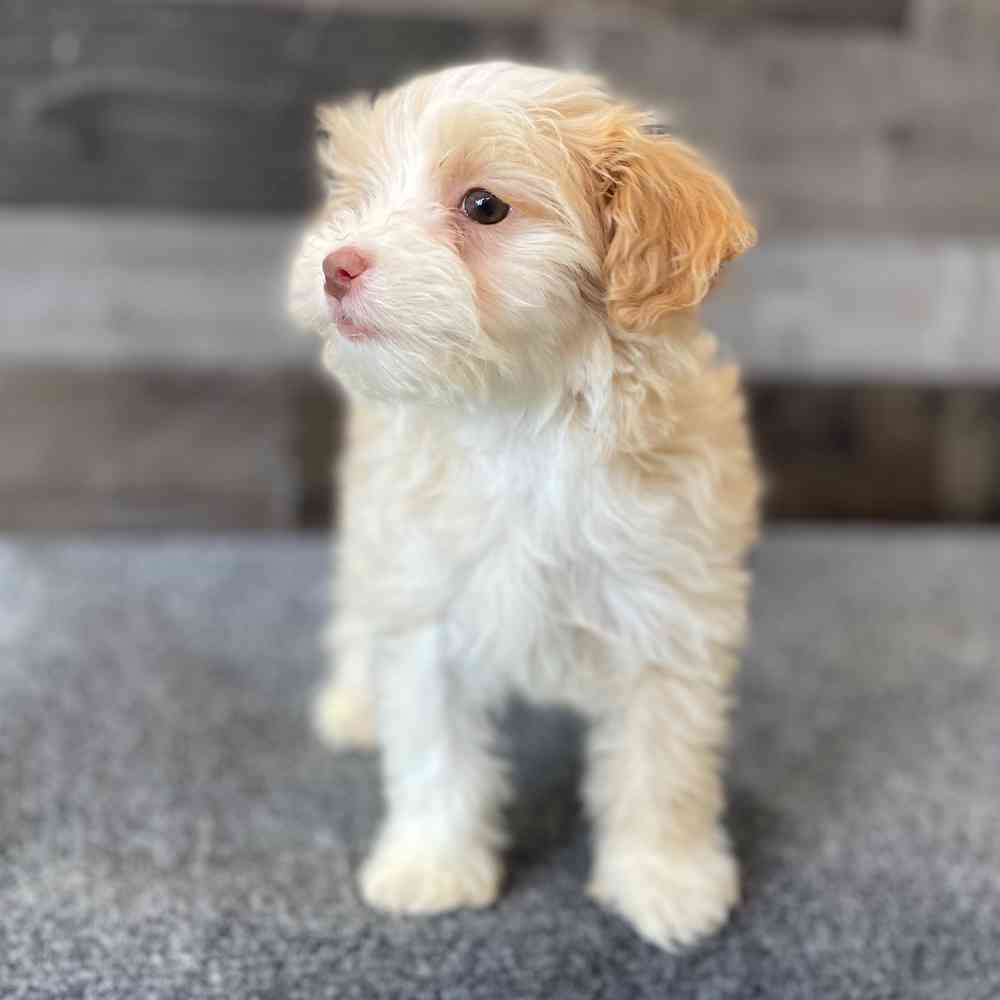 Image of a pet breed in the gallery