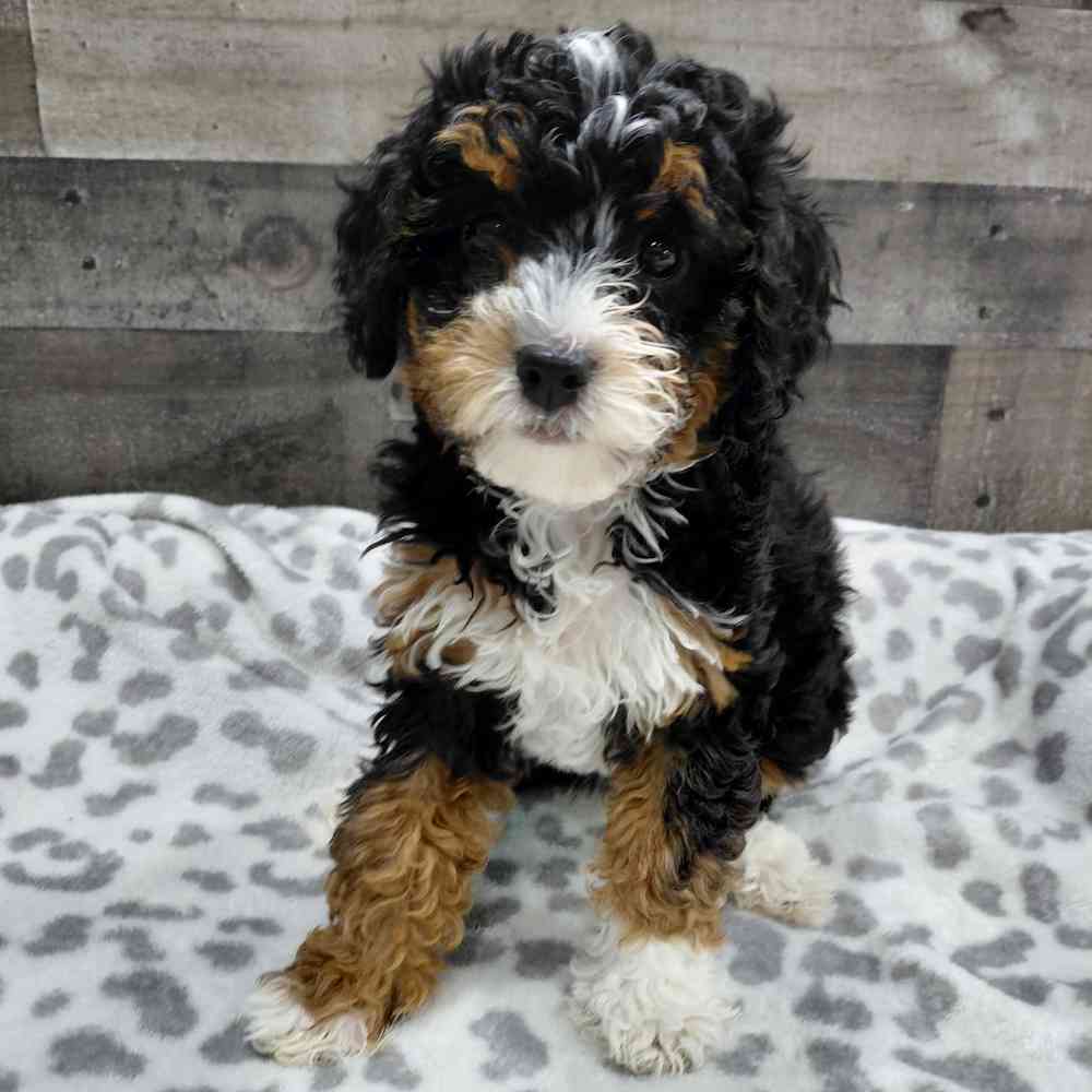 Image of a pet breed in the gallery