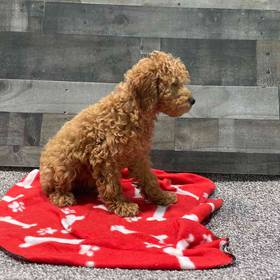 Mini Poodle