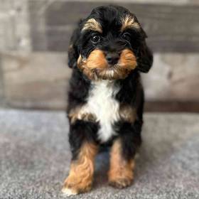 Cavapoo