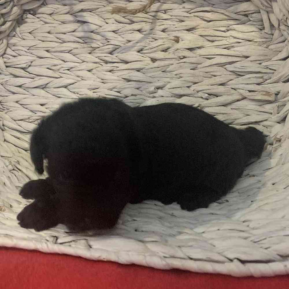 Male Poodle Toy Puppy for sale