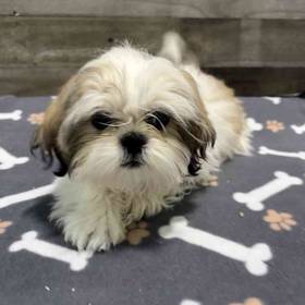 Shih Tzu