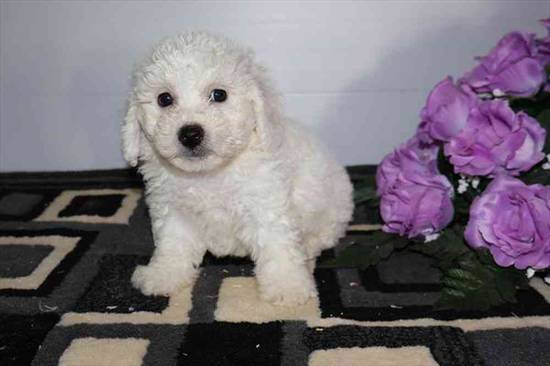 Bichon Frise