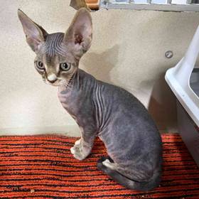 A Devon Rex