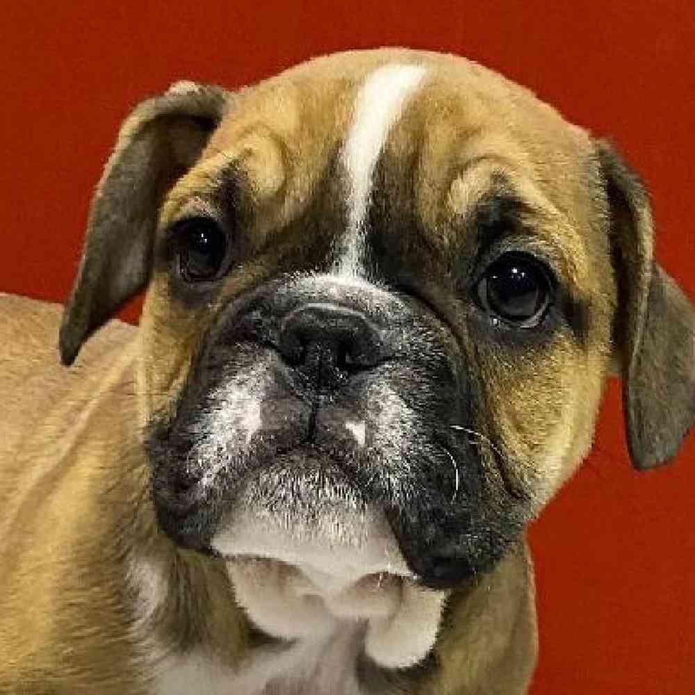 Male Bulldoggle Puppy for sale