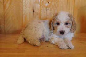 Mini Goldendoodle