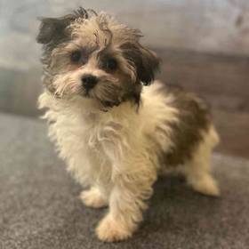 Havanese