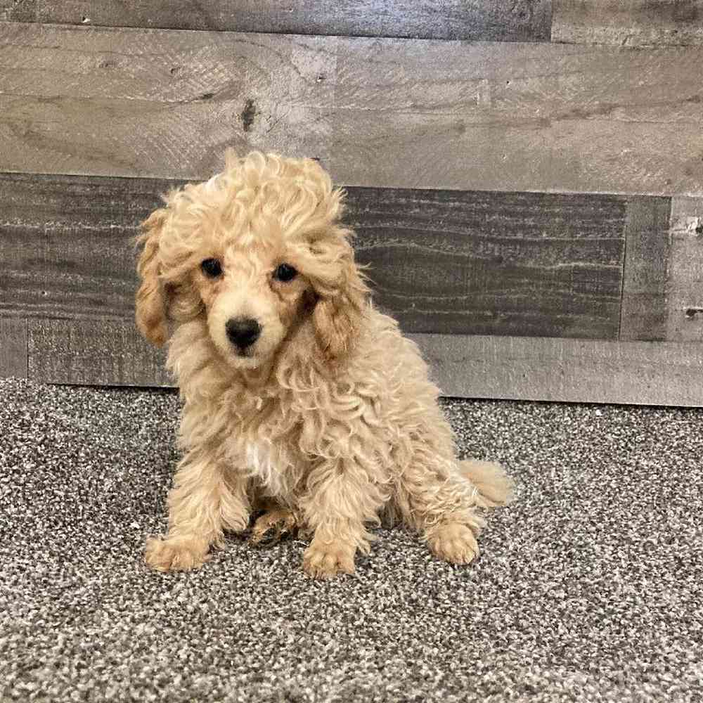 Male Mini Poodle Puppy for Sale in Troy, MI