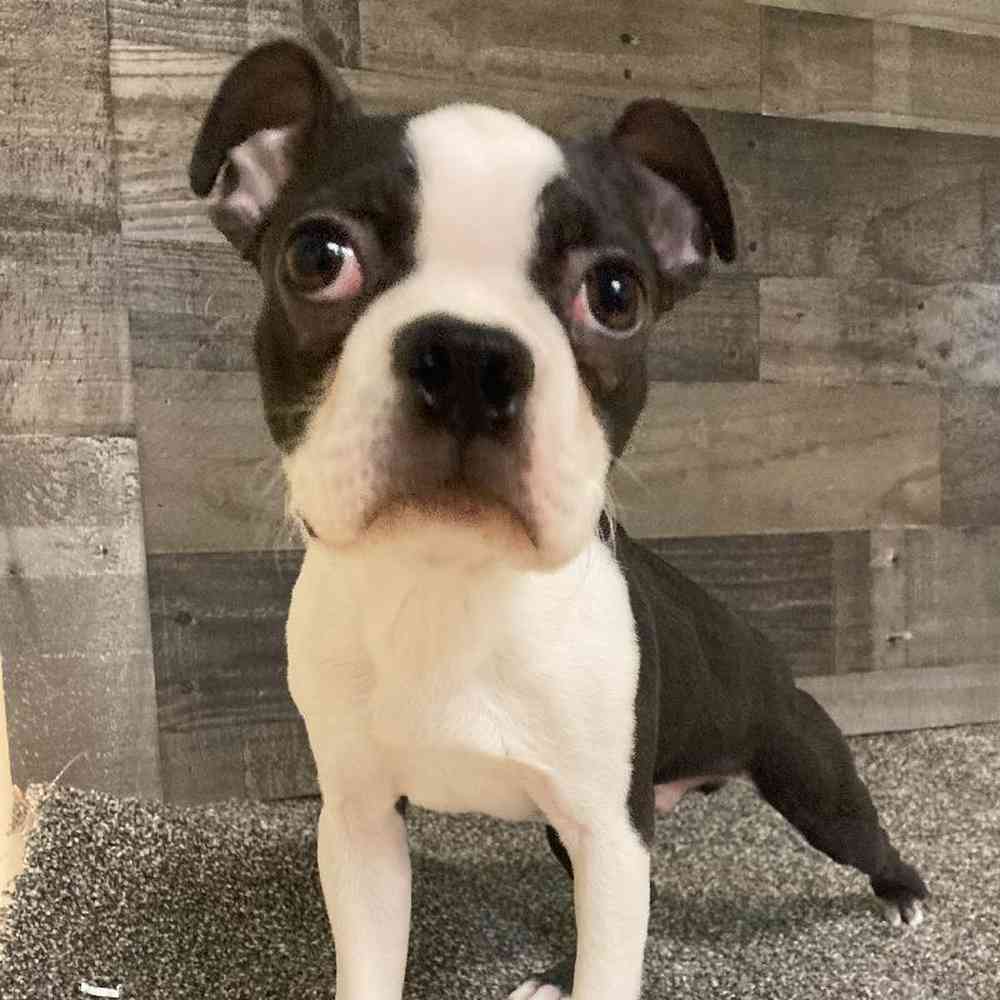 Male Boston Terrier Puppy for Sale in Troy, MI