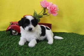 Poochi