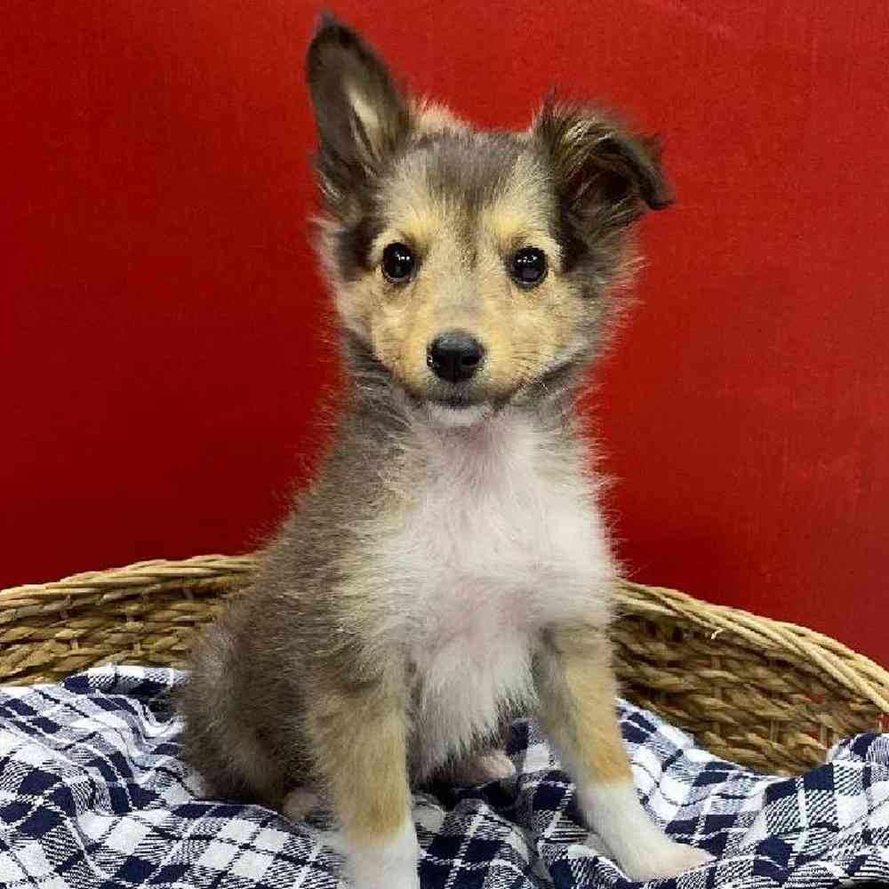 Female Sheltie Puppy for sale