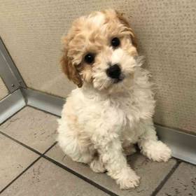 Mini Goldendoodle (F2B)