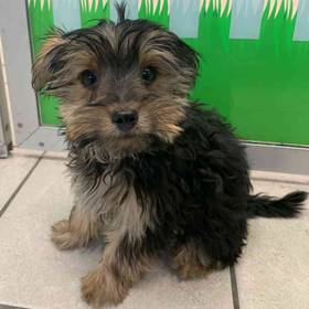 Yorkie