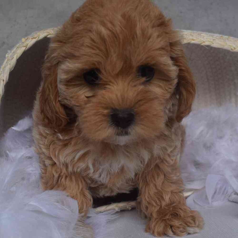 Female Shipoo Puppy for sale