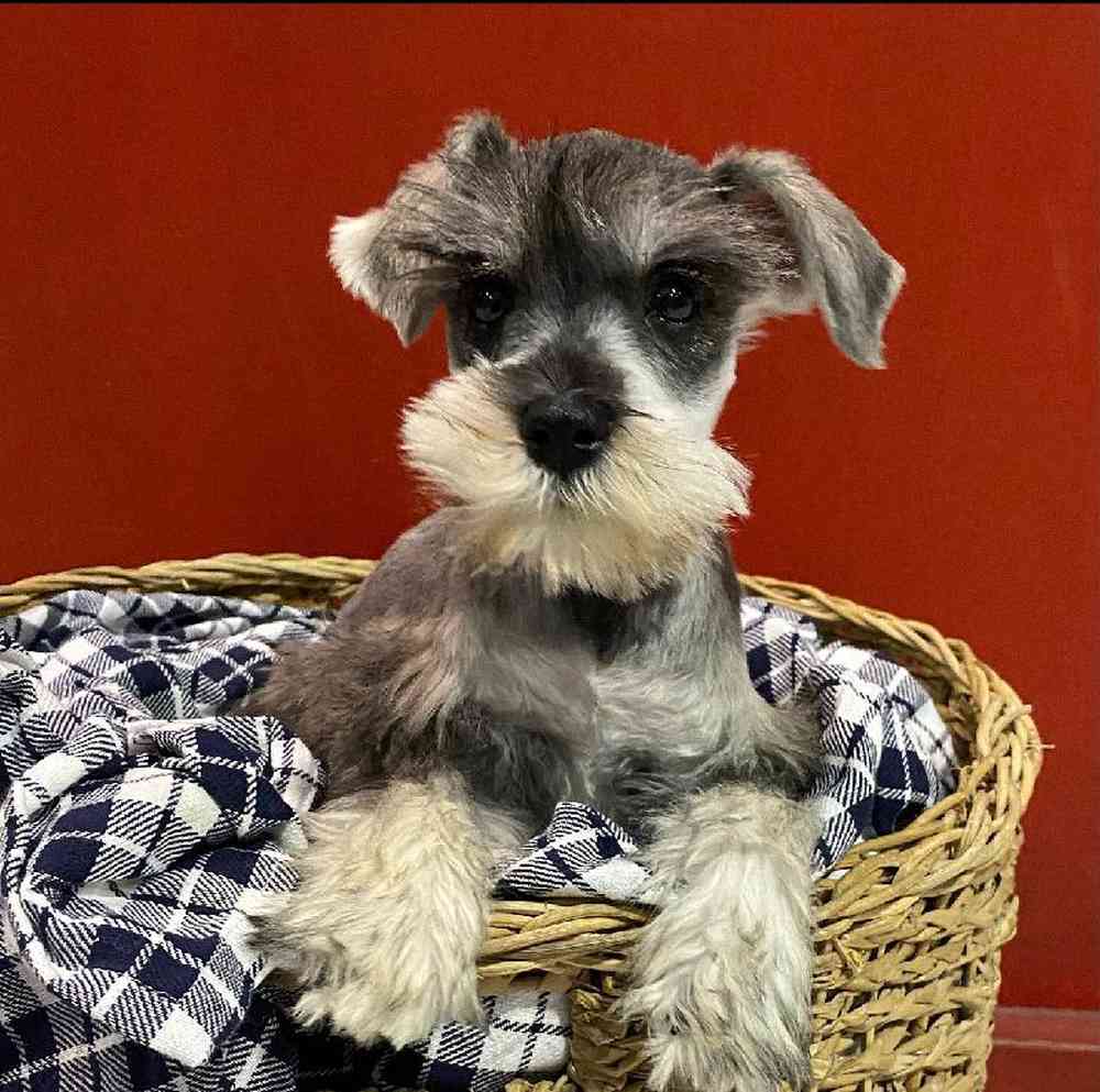 Female Mini Schnauzer Puppy for sale