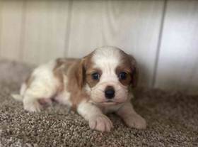 Cavalier King Charles Spaniel