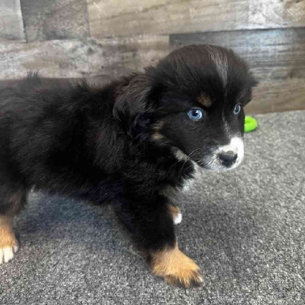 Female Mini Aussie Puppy for Sale in Troy, MI