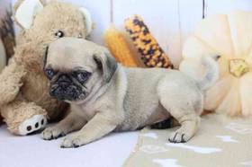 Pug