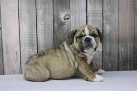 Bulldoggle