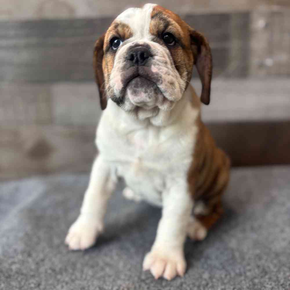 Image of a pet breed in the gallery
