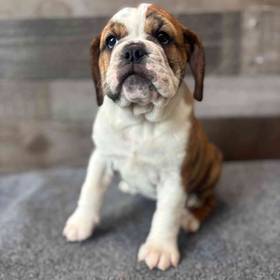 Bulldoggle