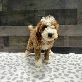 Mini Poodle