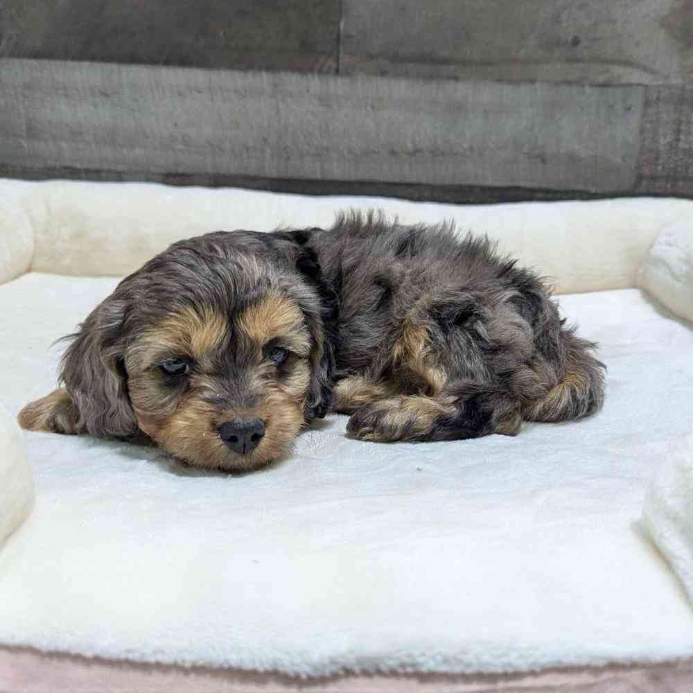 Image of a pet breed in the gallery