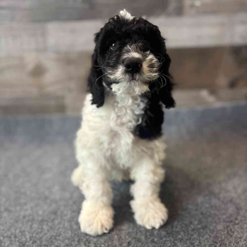 Image of a pet breed in the gallery