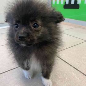 Pomeranian