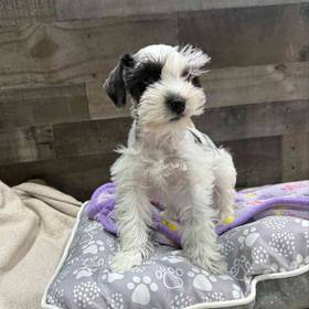 Mini Schnauzer