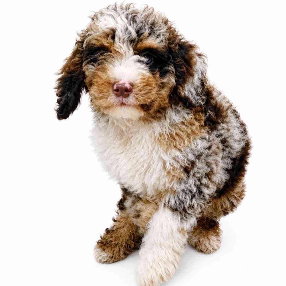 carousel pet images