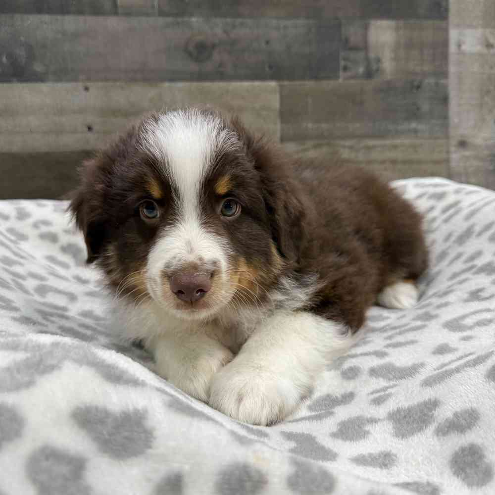 Image of a pet breed in the gallery