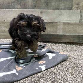 Yorkie-Poo
