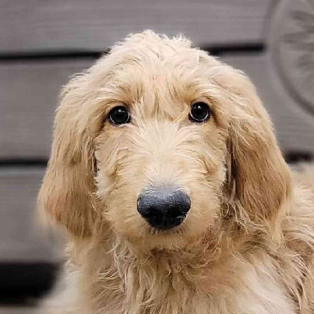 Male Goldendoodle (F1B) Puppy for sale