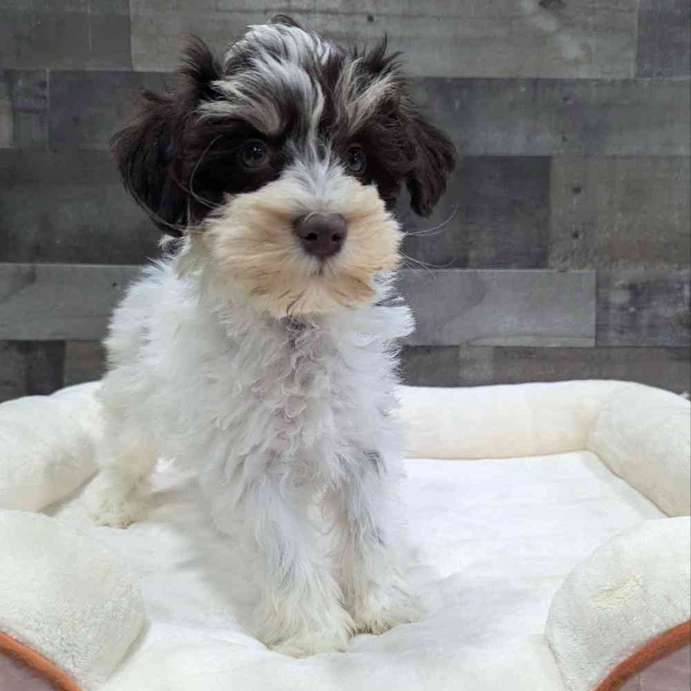 Image of a pet breed in the gallery