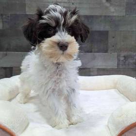 Mini Schnauzer