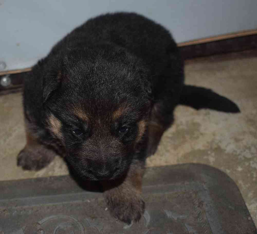 Male German Shepherd Puppy for sale