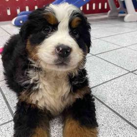 Bernese Mountain Dog