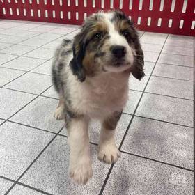 Aussiedoodle