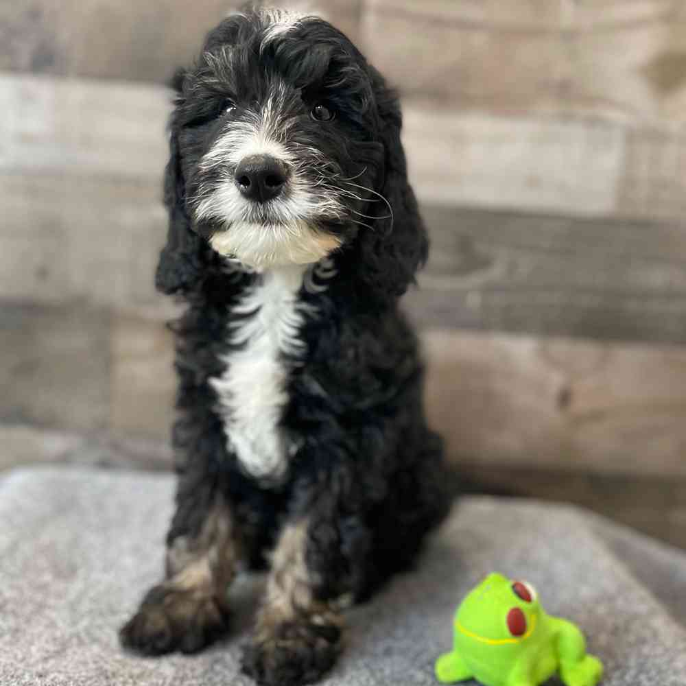 Image of a pet breed in the gallery