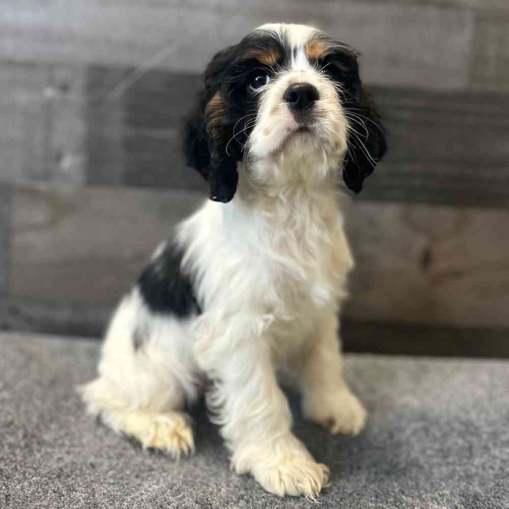 Image of a pet breed in the gallery