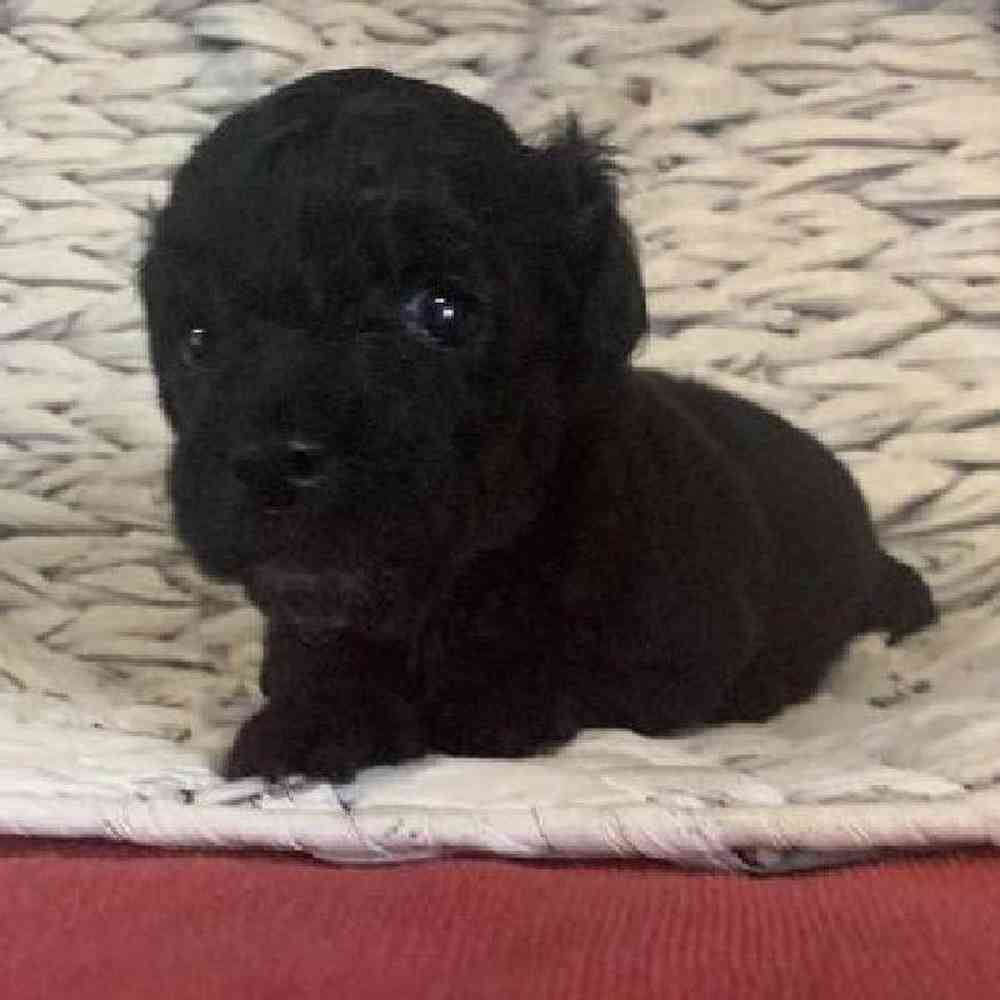 Male Poodle Toy Puppy for sale