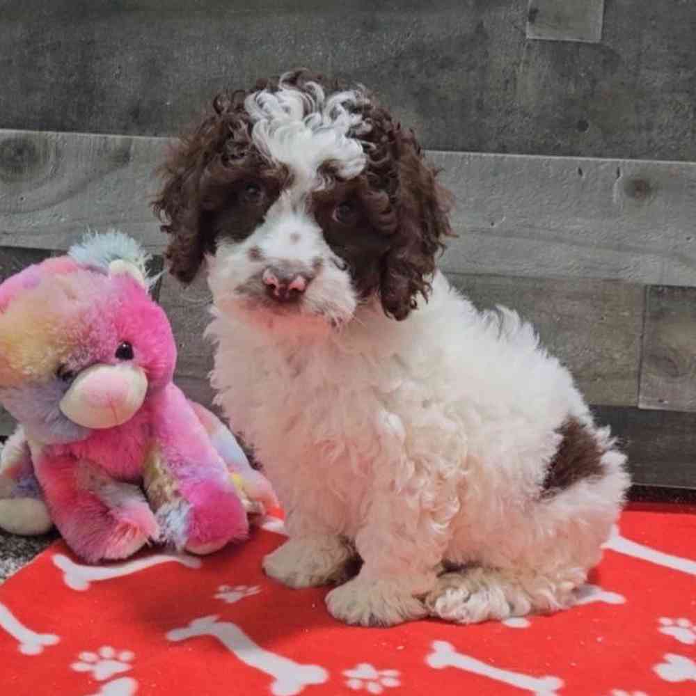 Dogs & Puppies for Sale in Troy, Michigan | The Family Puppy