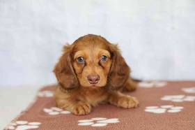 Dachshund