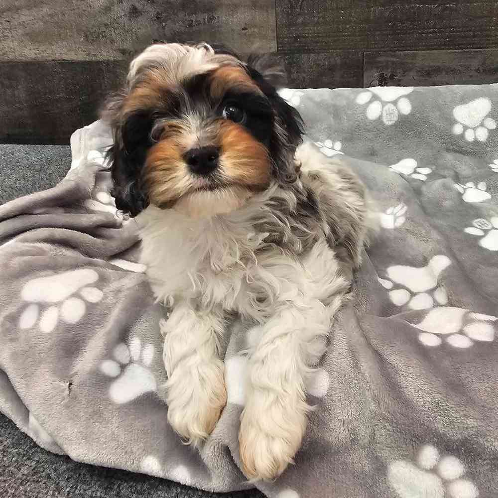 Image of a pet breed in the gallery