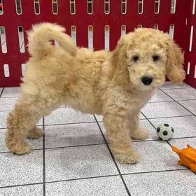 Mini Goldendoodle