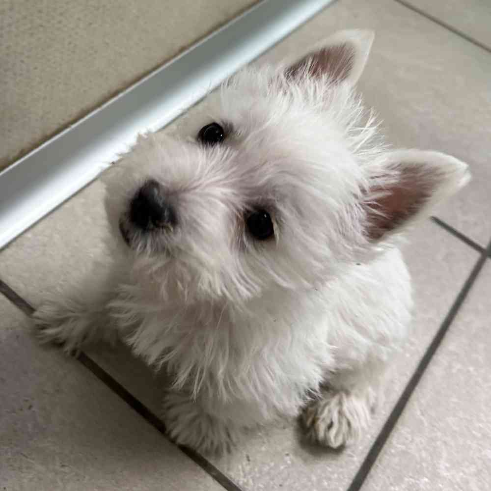 Cesar