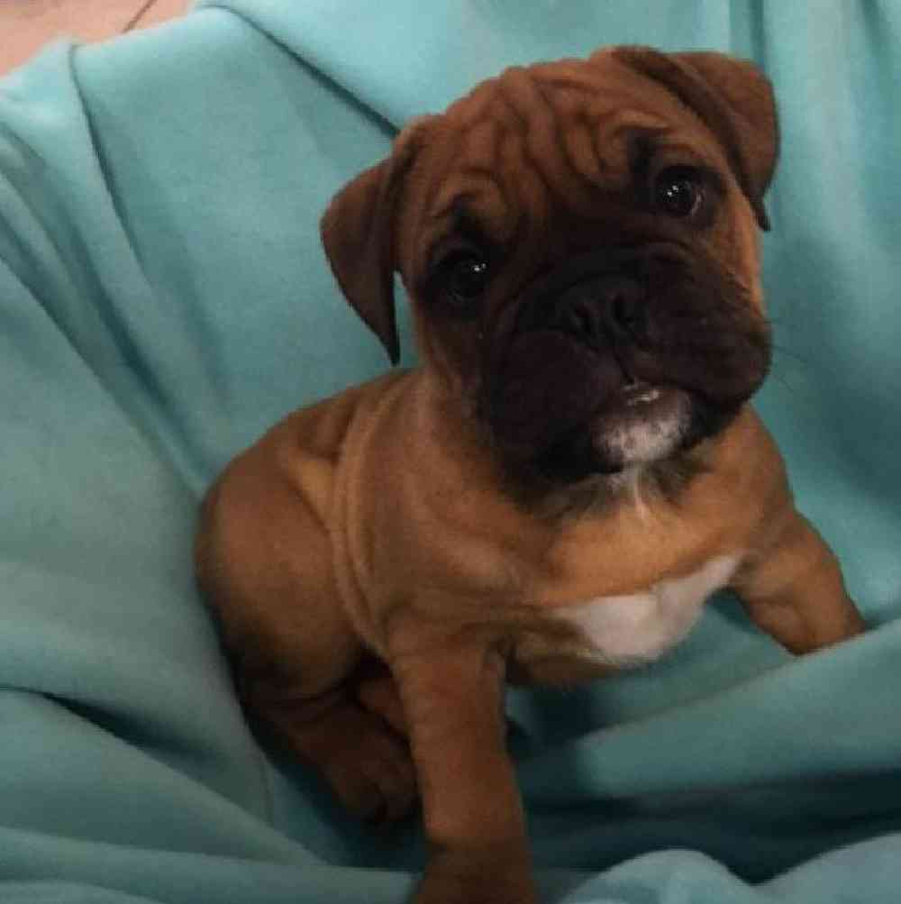 Information on Bulldoggle Puppies for Sale in Michigan